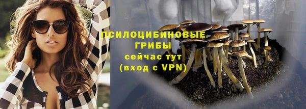 прущие грибы Дмитровск
